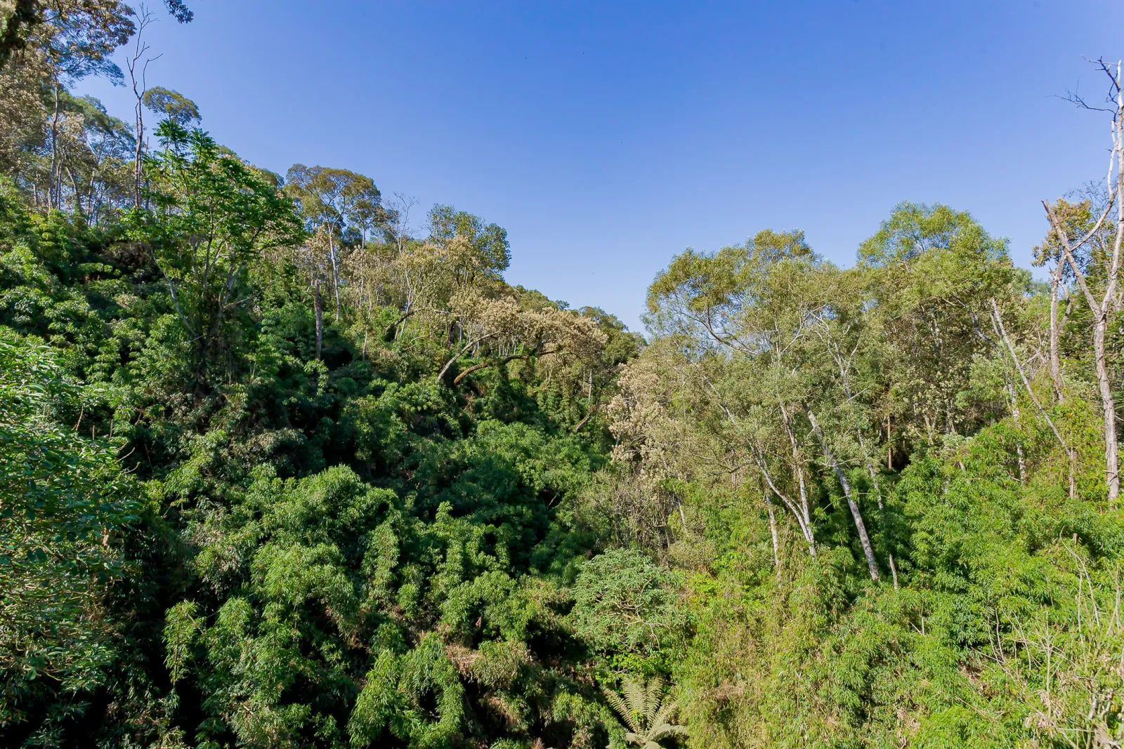 Terreno de 700m² à Venda no Residencial Gaia | Butiatuvinha Curitiba — foto 19