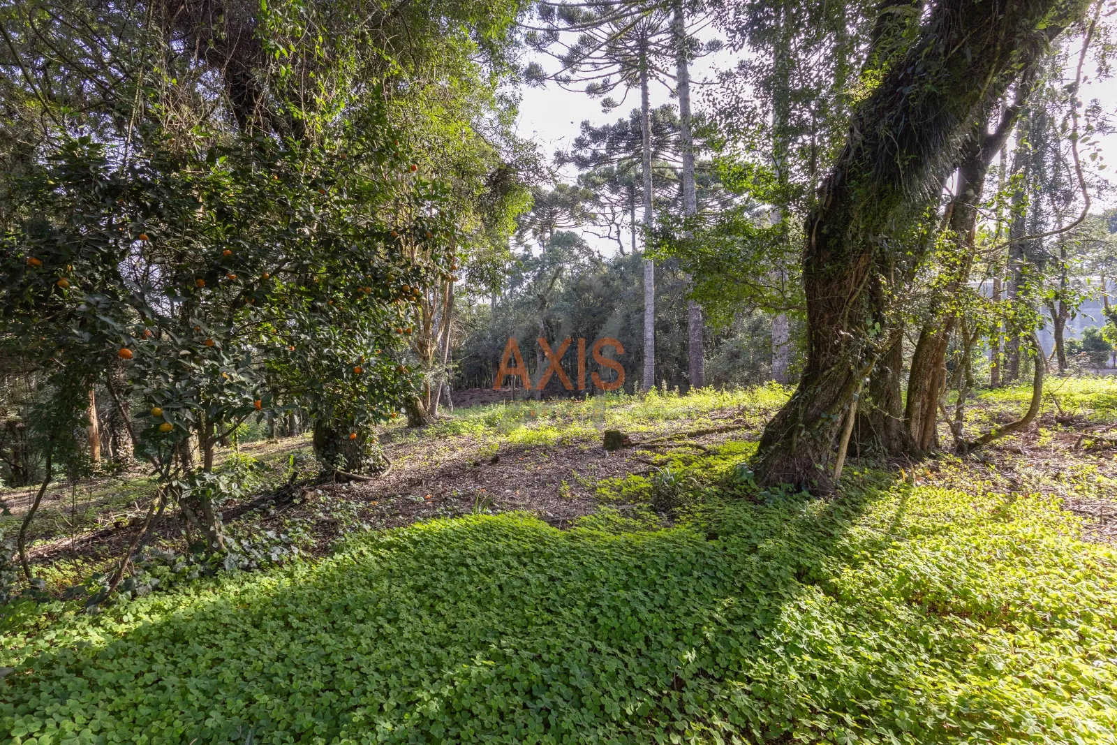 Terreno  de  4.595m² à Venda na Rua Nicola Pellanda | Umbará Curitiba — foto 12